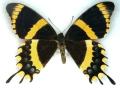 Papilio garamas splendida male Abberant (Internet Image property of respective owner, non-commercial use only)